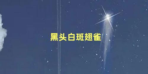 黑头白斑翅雀
