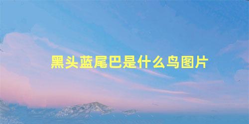 黑头蓝尾巴是什么鸟图片