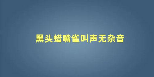 黑头蜡嘴雀叫声无杂音