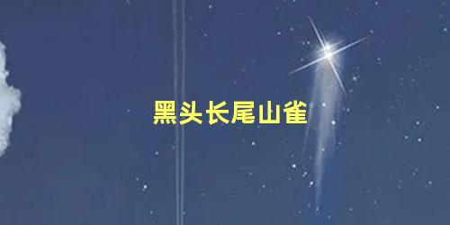 黑头长尾山雀