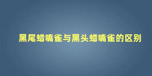 黑尾蜡嘴雀与黑头蜡嘴雀的区别