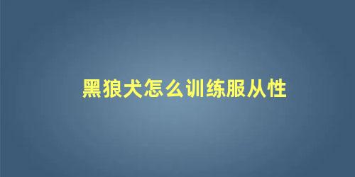 黑狼犬怎么训练服从性