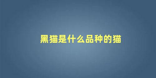 黑猫是什么品种的猫