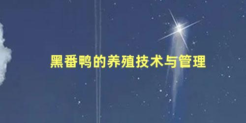 黑番鸭的养殖技术与管理