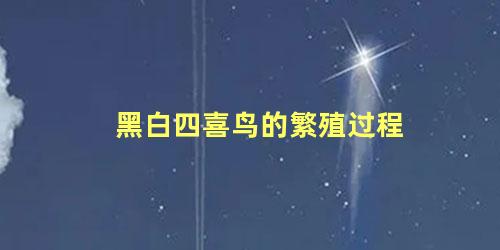 黑白四喜鸟的繁殖过程