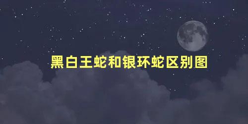 黑白王蛇和银环蛇区别图