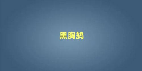 黑胸鸫