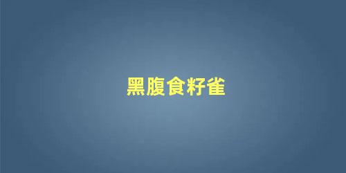 黑腹食籽雀