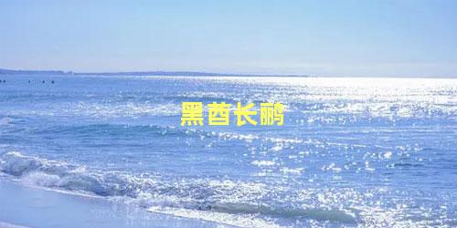 黑酋长鹂
