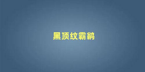 黑顶纹霸鹟