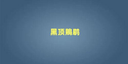 黑顶鵙鹛