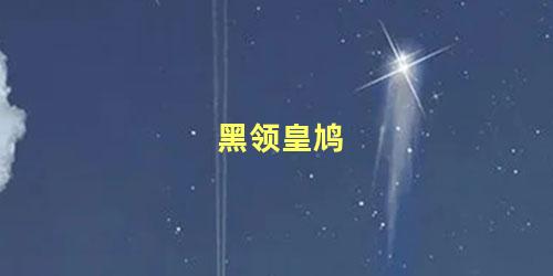 黑领皇鸠
