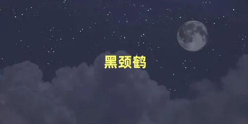 黑颈鹤