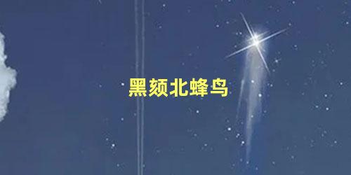 黑颏北蜂鸟