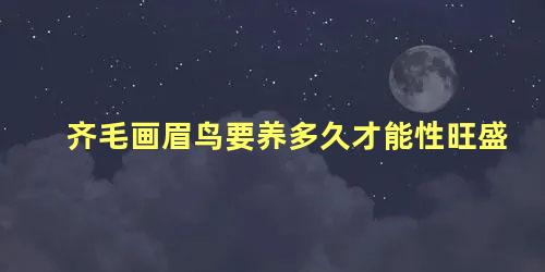 齐毛画眉鸟要养多久才能性旺盛