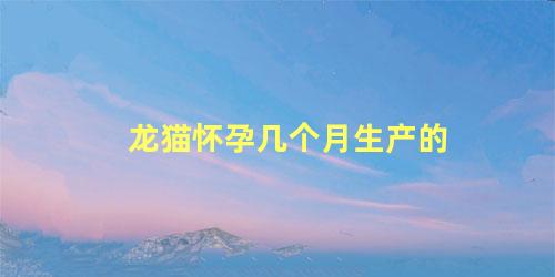 龙猫怀孕几个月生产的