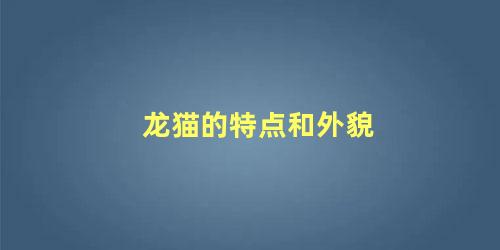 龙猫的特点和外貌